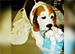 Basset Hound